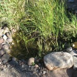 Student pond project